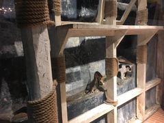 -猫咪博物馆(顶澳仔猫街店)