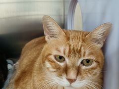 -凯特喵百思猫专科医院