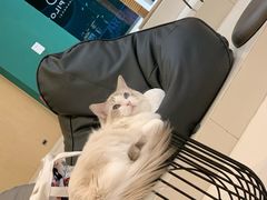 -飞行喵MR PILOT|猫舍·猫咖(静安大融城店)