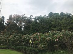 -天井湖游乐园