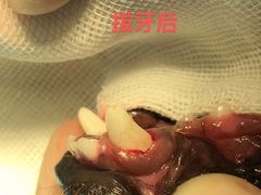 -咕噜咕噜宠物医院·CT·肿瘤科·骨科(前海院)