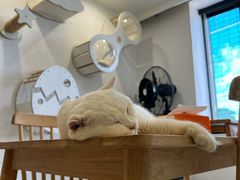 -楼上猫咖(罗湖店)