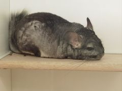 -龙猫仔乐园(惠福东路店)