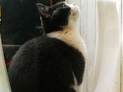 -猫咪博物馆(顶澳仔猫街店)