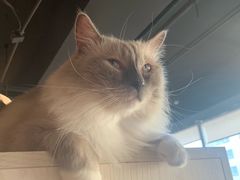 -Cappucimeow猫咪咖啡馆(韦伯时代店)