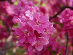 -海棠花溪(元大都城垣遗址公园)