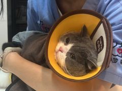 -御宝贝·A梦猫科宠物医院(国际猫友好医院)