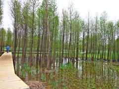 -溱湖国家湿地公园