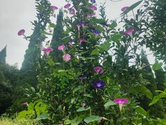 -洛阳市牡丹公园