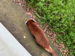 -合肥野生动物园