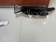 -艾贝尔宠物医院 ·内科全科(梁溪路店)