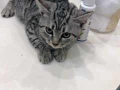 -福懋动物医院·犬猫全科·外科·重症科(杏林分院)