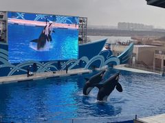 -上海海昌海洋公园