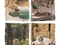 -石家庄市动物园