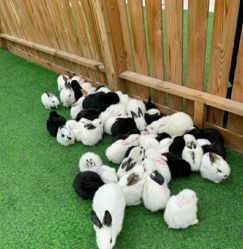 -萌宠亲子动物乐园(槐房万达店)