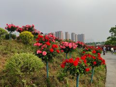 -金银湖国家城市湿地公园