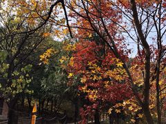 -北京鹫峰国家森林公园