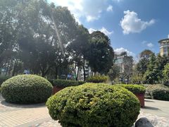 -神仙树公园