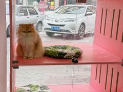 -青奢宠物·青奢猫舍