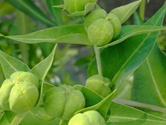 -广州神农草堂中医药博物馆
