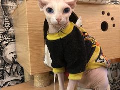 -猫小院猫主题餐厅(三里屯店)