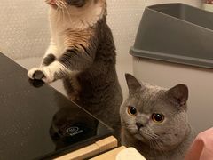 -熊小胖宠物生活馆(天华园店)