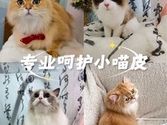 -爱洗澡的猫(望京店)