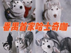 -星多哈·狗咖·拼豆·咖啡