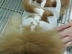-纳吉亚猫专科动物医院博雅分院