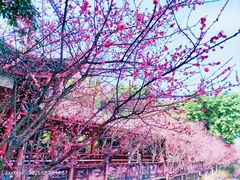 -望江楼公园