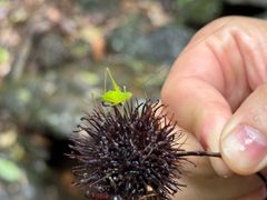 -大余丫山旅游度假区