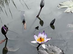-五缘湾湿地公园