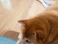 -是阿柴呀！柴犬咖啡·爱喵喵猫咖