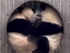 -卧龙中华大熊猫苑神树坪基地
