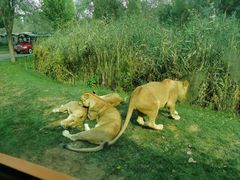 -北京野生动物园