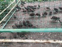 -瑞丽独树成林风景区