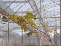 -迪茵湖田家舍生态农场