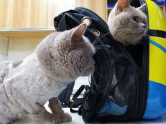 -康乐宝动物医院