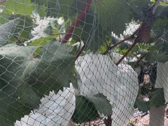 -马陆小张葡萄园农家乐