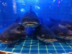 -蛙一刀·麻椒鱼火锅(金仙桥店)