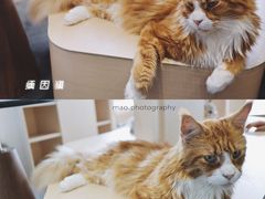 -瞄一喵猫咖(格力海岸店)