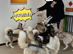 -Husky Go! 哈士奇体验馆·宠物咖啡厅狗咖