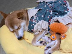 -逗柴咖啡屋·狗咖猫咖宠物桌游