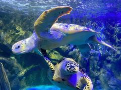 -太平洋海底世界