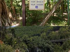 -西双版纳原始森林公园