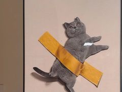 -康爱犬猫诊所·牙专科·骨外科·影像内科(丰宁店)