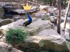 -燕塞湖鸟语林景区