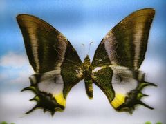 -上海昆虫博物馆