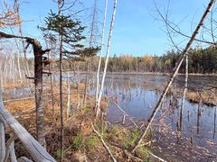 -五营红松林海景区