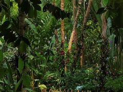 -中国科学院西双版纳热带植物园